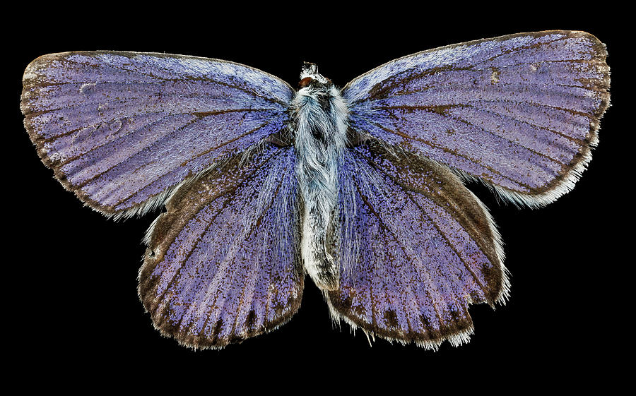 Male Karner Blue Butterfly Photograph by Us Geological Survey/science Photo Library