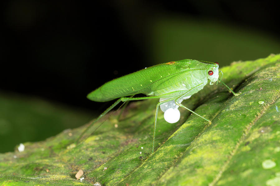 Male Katydid Producing A Spermatophore Photograph by Dr Morley Read