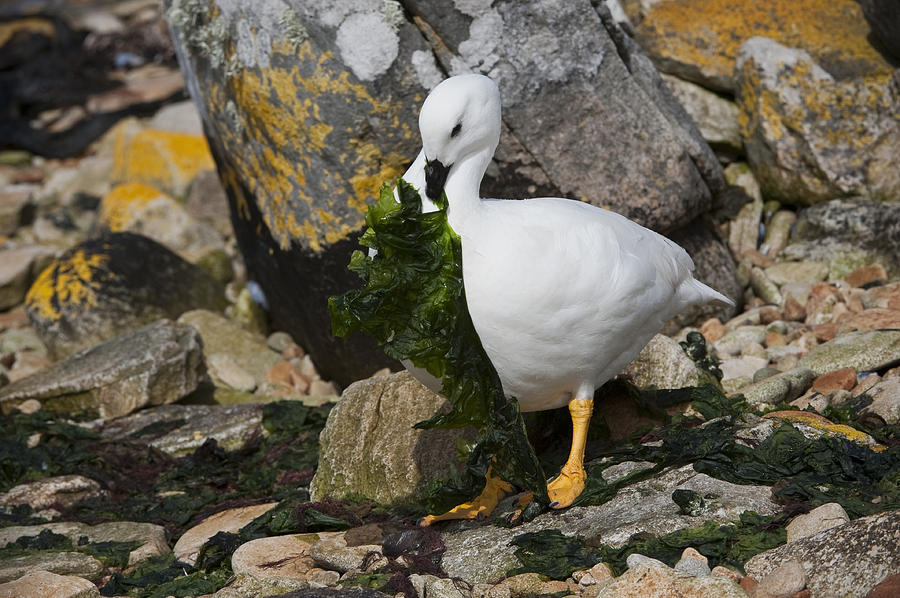 Male Kelp Goose And Kelp Photograph by John Shaw | Pixels