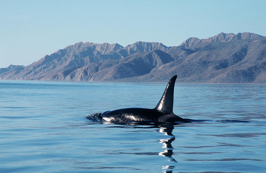 Male Killer Whale Photograph by Christopher Swann/science Photo Library ...