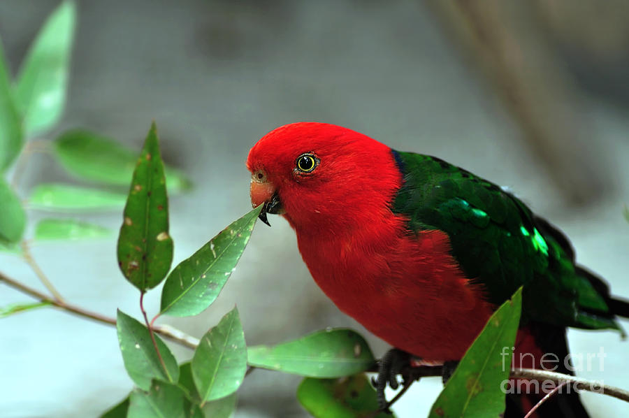 Parrot Photograph - Male King Parrot by Kaye Menner