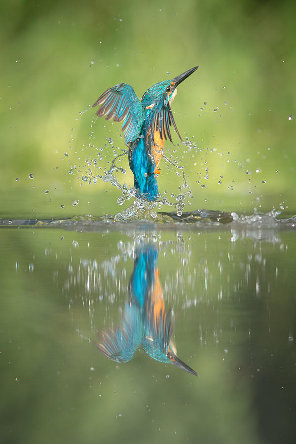 Male Kingfisher Photograph by Andy Astbury