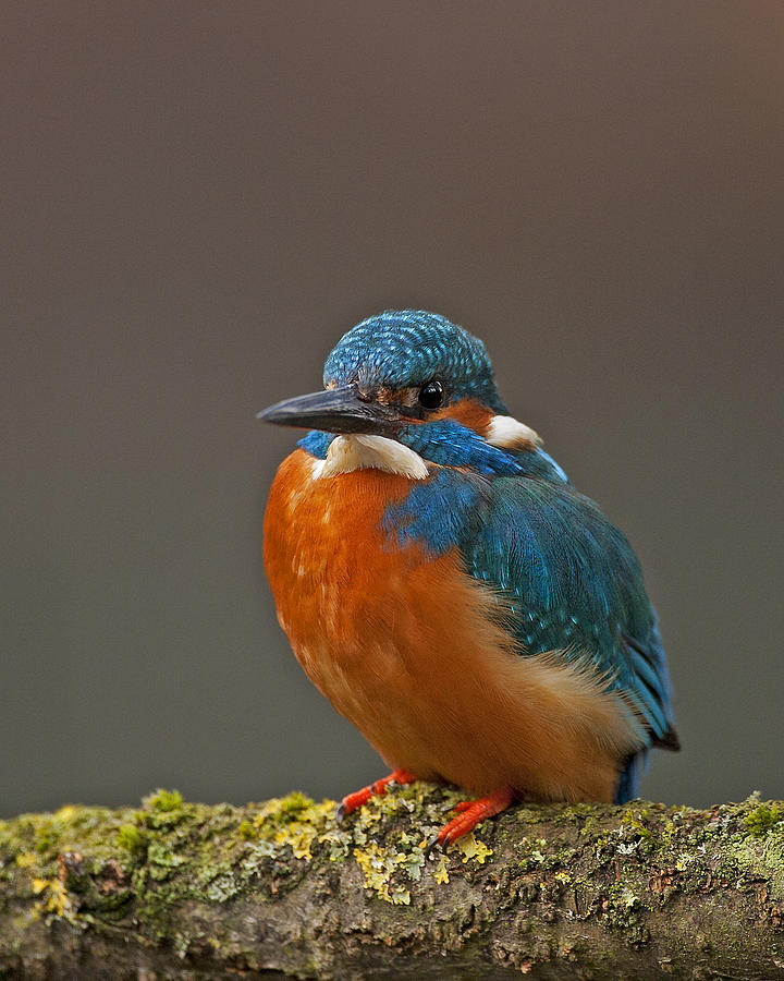Kingfisher Photograph - Male Kingfisher by Paul Scoullar
