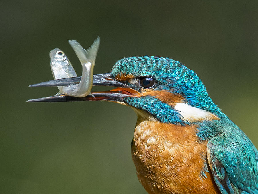Male Kingfisher with Minnow Photograph by Charliebishop