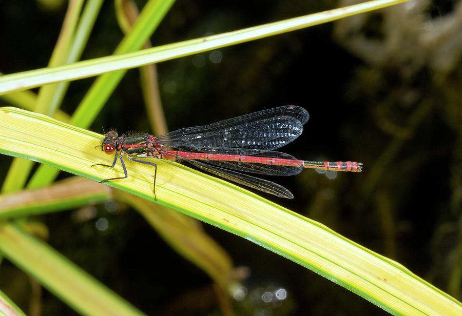 Male Large Red Damselfly Photograph by Bob Gibbons