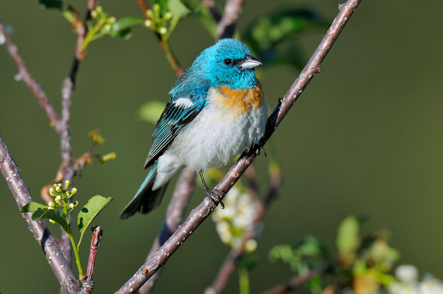 Male Lazuli Bunting Photograph by Thomas And Pat Leeson