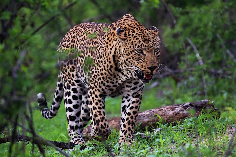 Male Leopard  Panthera Pardus  Walking Photograph by Robert Postma