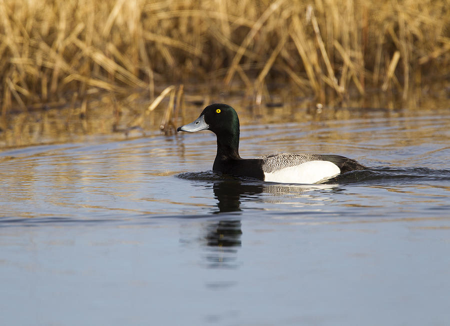 Nature Photograph - Male Lesser Scaup by Doug Lloyd