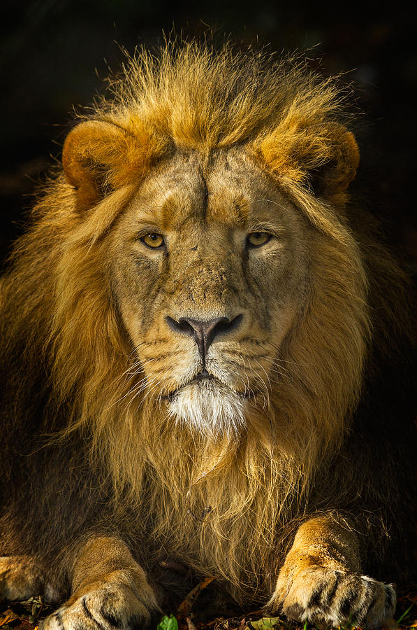 male lion wallpaper hd