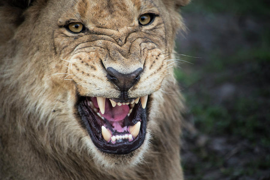 Male Lion Growling, Close Up (large Photograph by Sheila Haddad