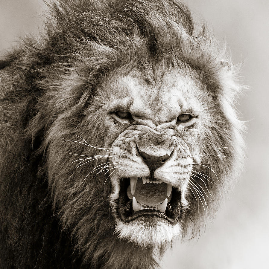 Wildlife Photograph - Male Lion I Masai Mara Kenya by Regina Mueller