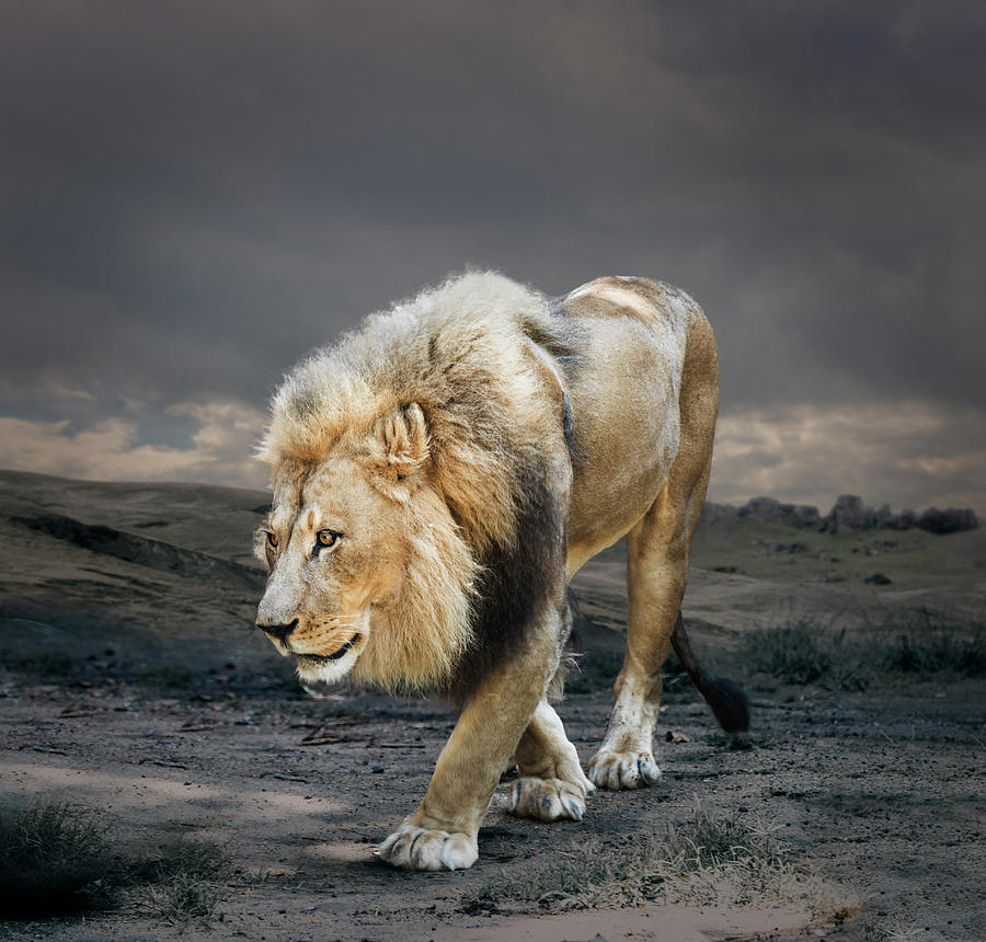 Male Lion In Naturalistic Setting Photograph by Ed Freeman
