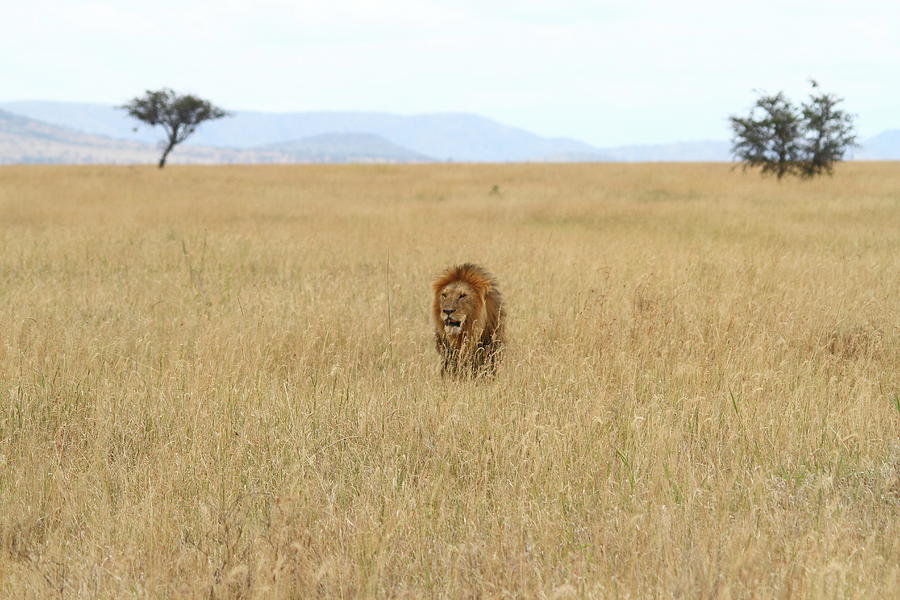 Male Lion In Savanna Photograph by Petziproductions