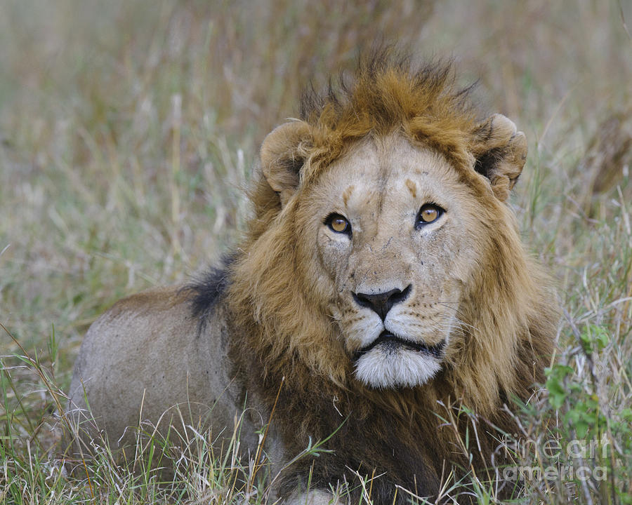 Male Lion Photograph by John Shaw