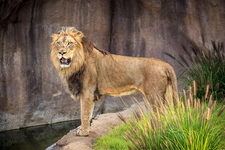 Male Lion Photograph by Keith Allen