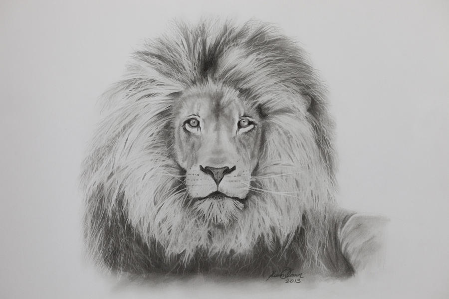 Male Lion Drawing by Kieran OConnor