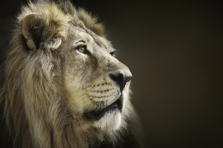 Male lion Photograph by LordRunar