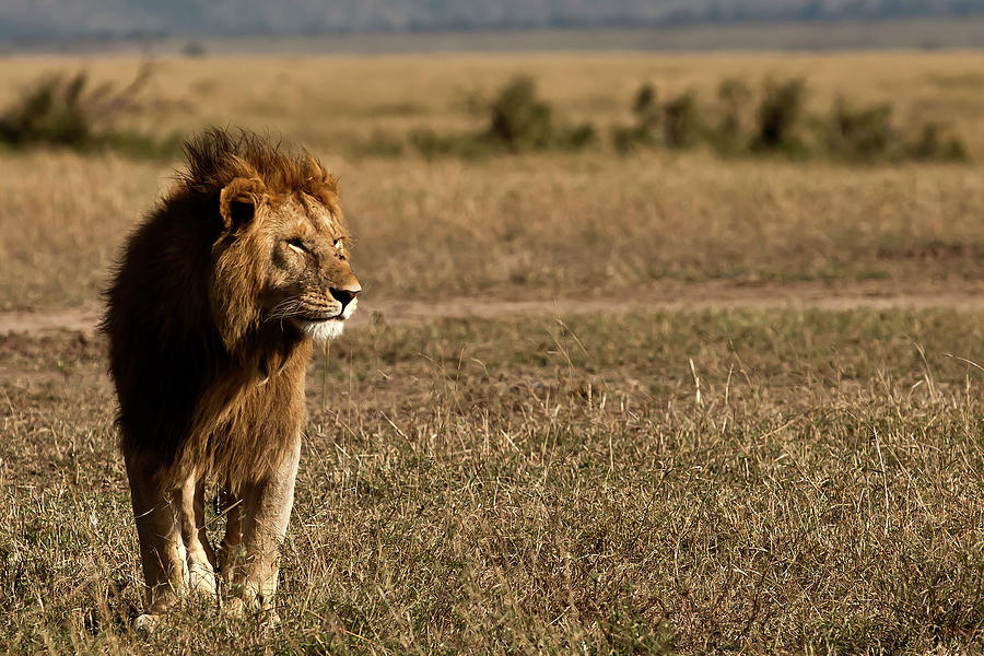 Male Lion Photograph by Manoj Shah