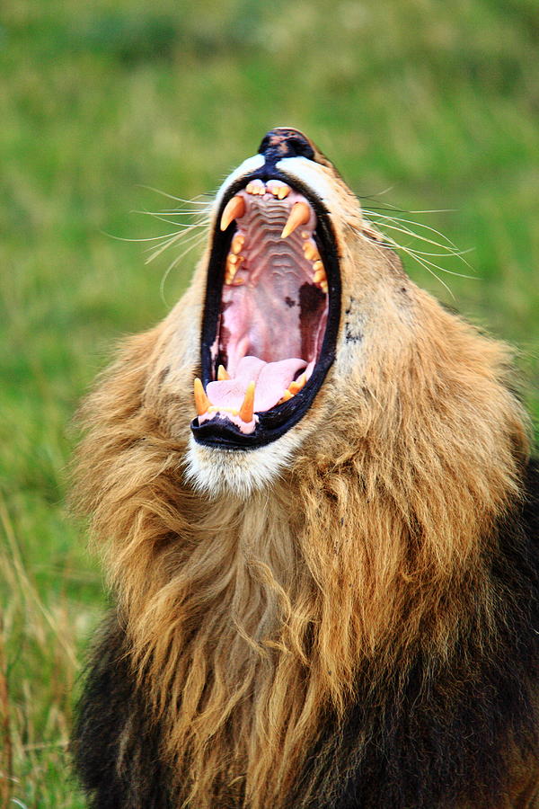 Jaws Photograph - Lion Roar by Aidan Moran