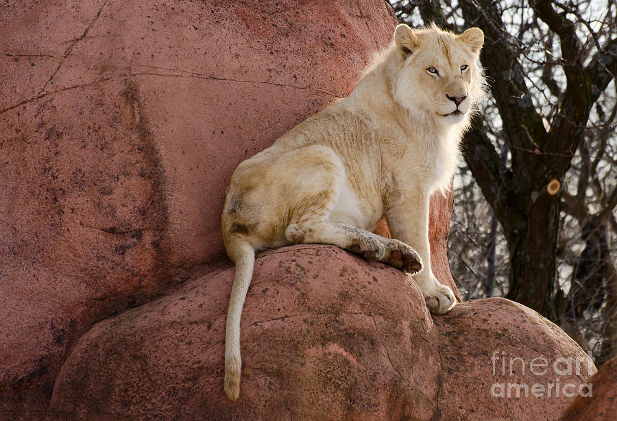 Male lion on a rock Photograph by Les Palenik - Fine Art America