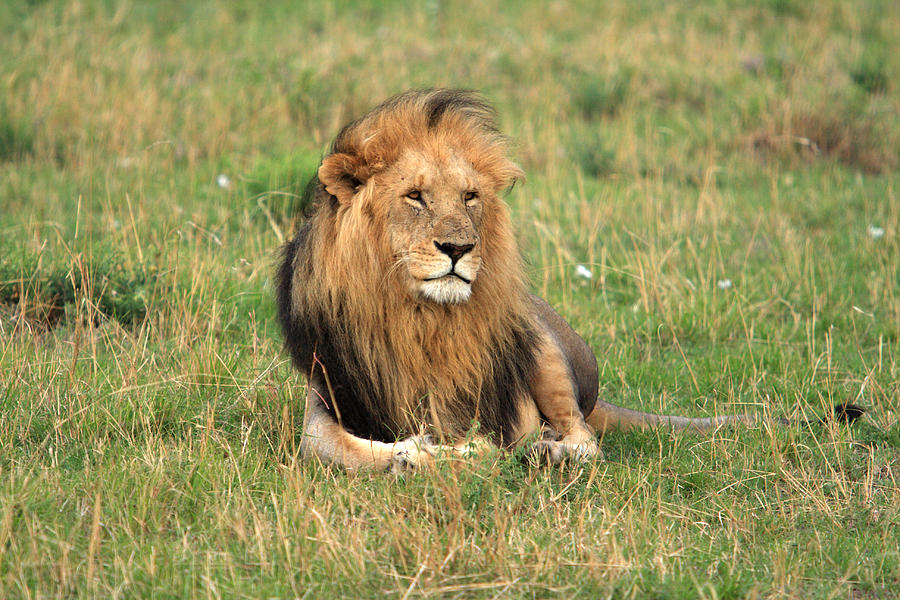 Male Lion On The Masai Mara Photograph by Aidan Moran