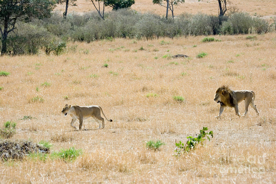 Male Lion Panthera Leo Pursuing Photograph by Gregory G. Dimijian, M.D.