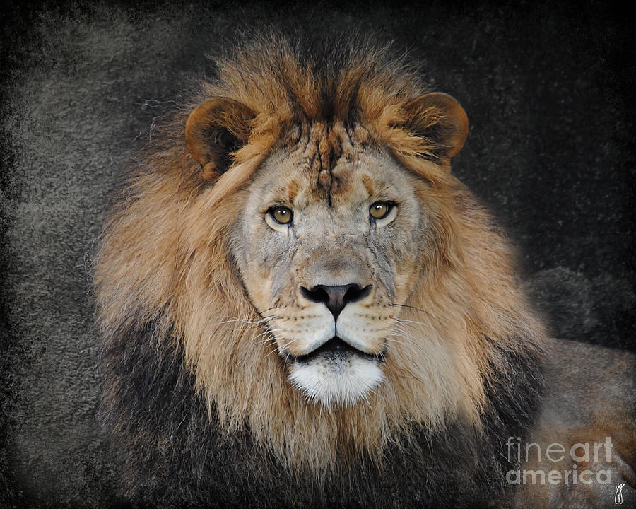 Male Lion Portrait Photograph by Jai Johnson