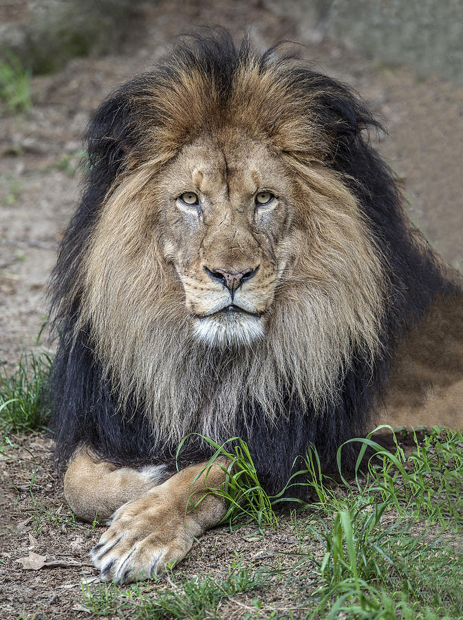Male Lion Portrait Photograph by William Bitman