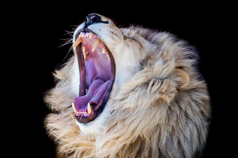 Male lion roaring Photograph by Darren_Sutherland
