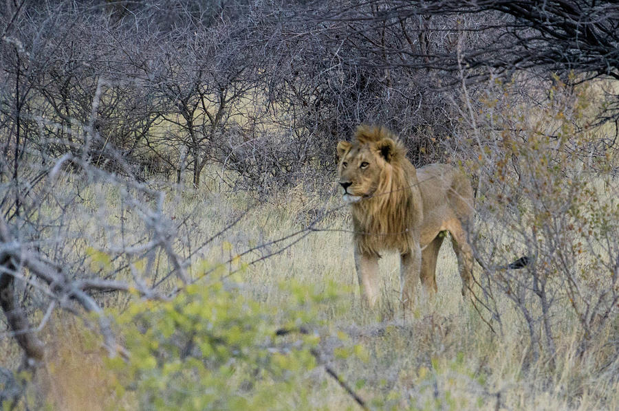 Male Lion Photograph by Taken By Chrbhm