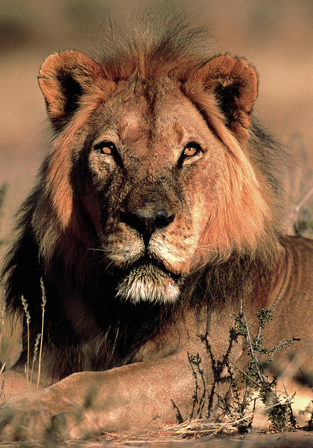 Male Lion Photograph by Tony Camacho/science Photo Library