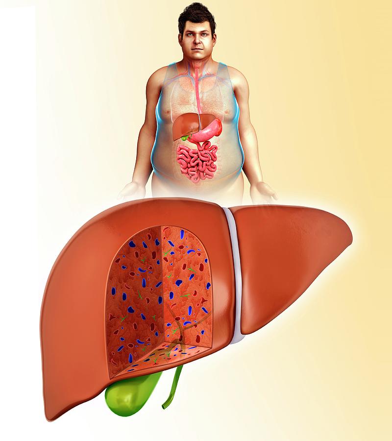 All 95+ Images is the liver in the front or back Latest
