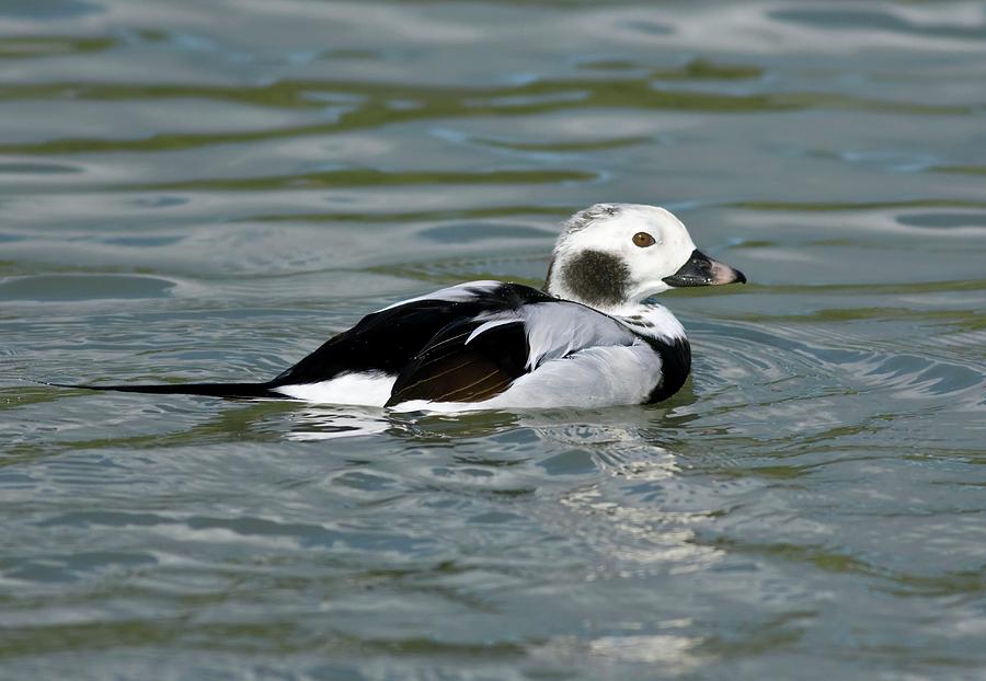 Duck Photograph - Male Long-tailed Duck by John Devries/science Photo Library