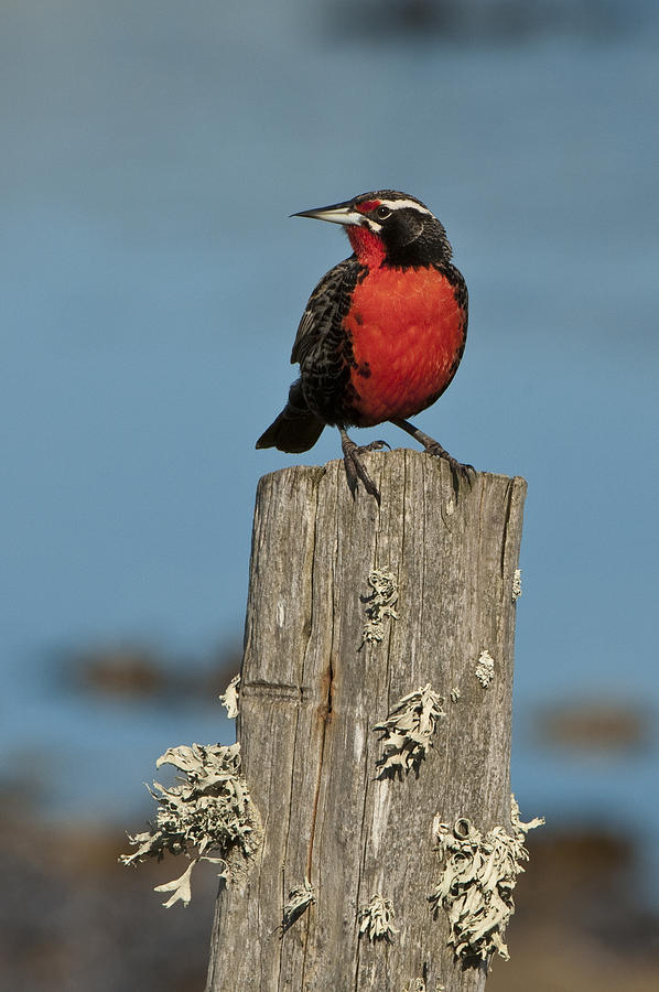 Animal Photograph - Male Long-tailed Meadowlark On Fencepost by John Shaw