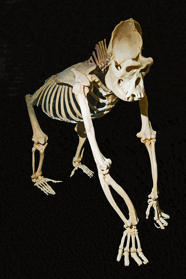 silverback gorilla skull