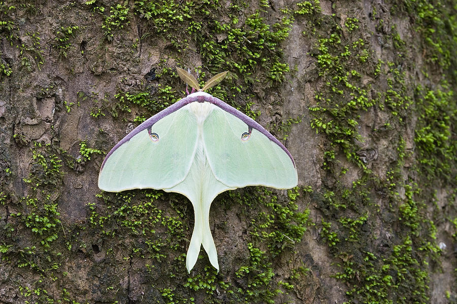 Male Luna Moth On Water Tupelo Photograph by Jeffrey Lepore - Pixels