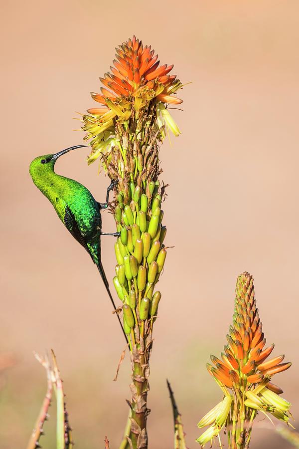 Male Malachite Sunbird Feeding On Nectar Photograph by Peter Chadwick/science Photo Library