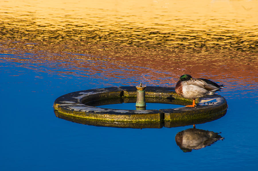 Male Mallard Duck Photograph by Carolyn Marshall