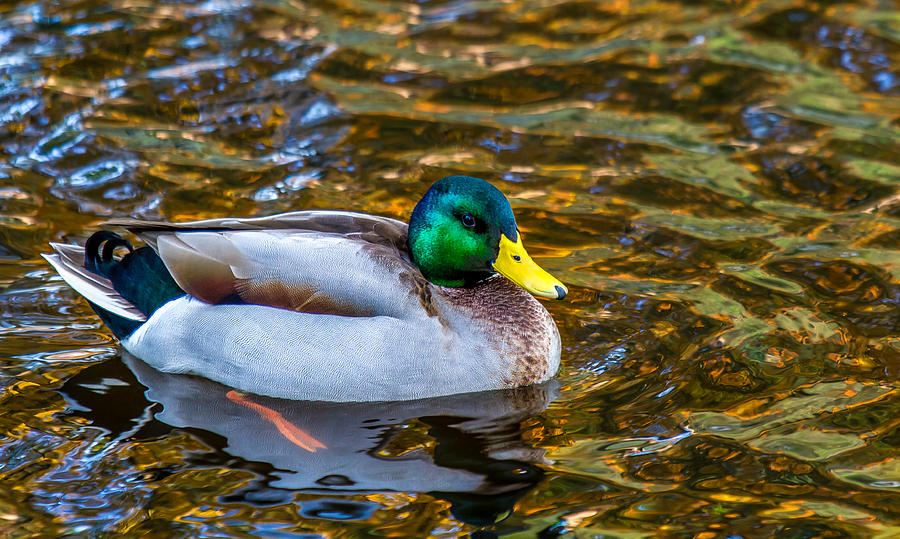 Male Mallard Duck in Pond Photograph by Rob Green