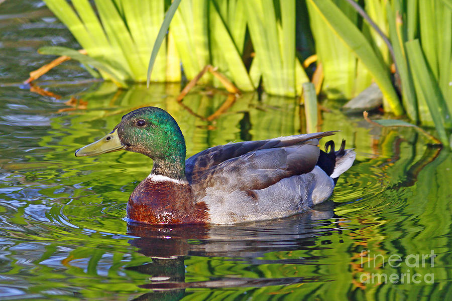 Male Mallard Duck on the Spot Photograph by Kenny Bosak