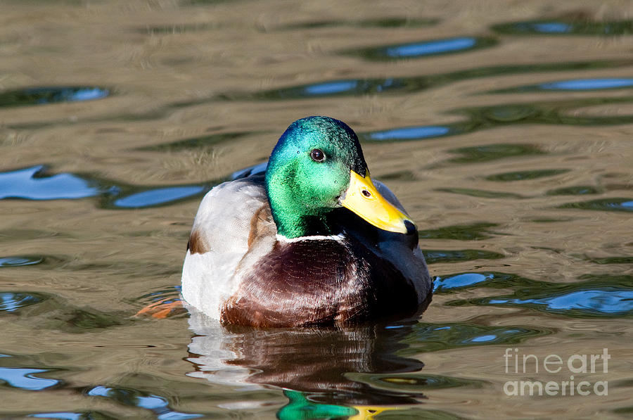 Male Mallard Duck Photograph by Terry Elniski