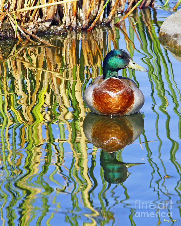 Male Mallard Ducks Mirror Image Photograph by Kenny Bosak