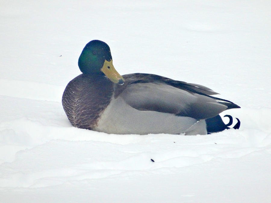 Male Mallard in the Snow Photograph by Kathleen Luther