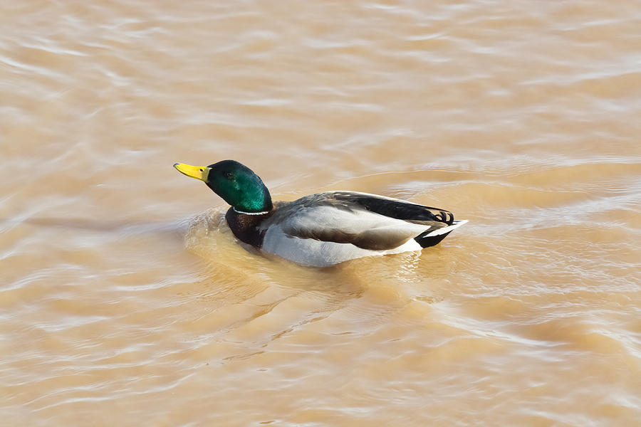 Male Mallard Photograph by Holden The Moment