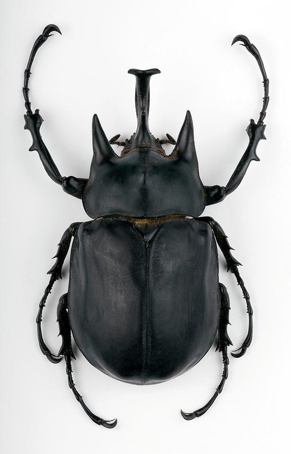 Male Megasoma Scarab Beetle Photograph by Pascal Goetgheluck/science ...