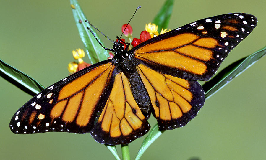 Male Monarch Butterfly Photograph by Millard H. Sharp - Fine Art America