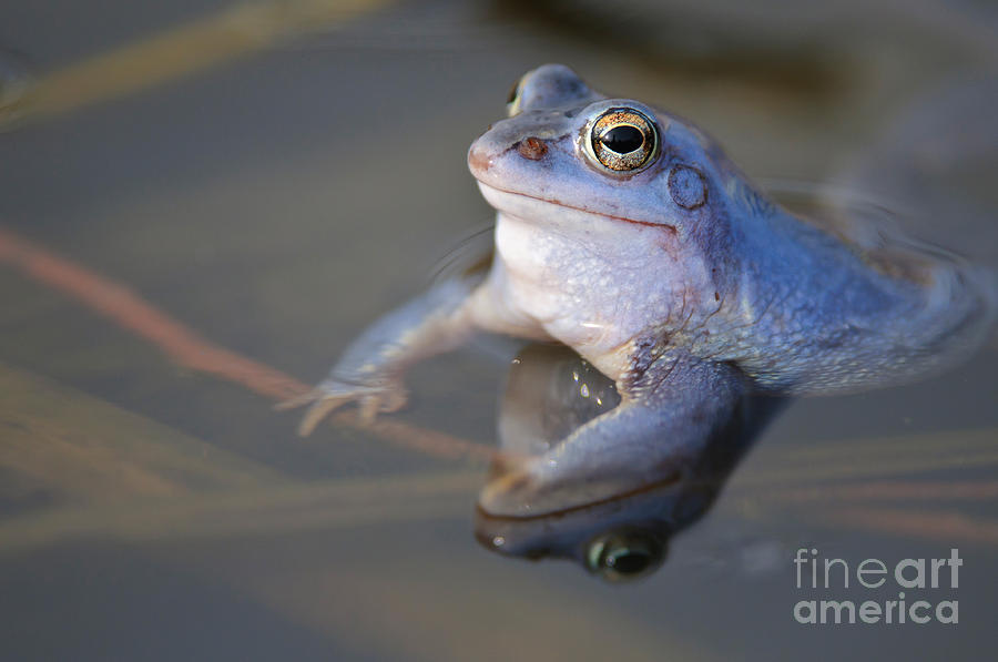 Nature Photograph - Male Moor Frog by Willi Rolfes