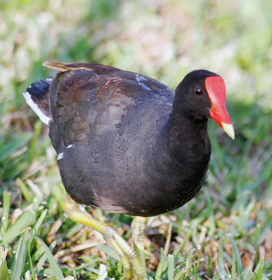 Male Moorhen Florida Photograph by Al Blount | Fine Art America