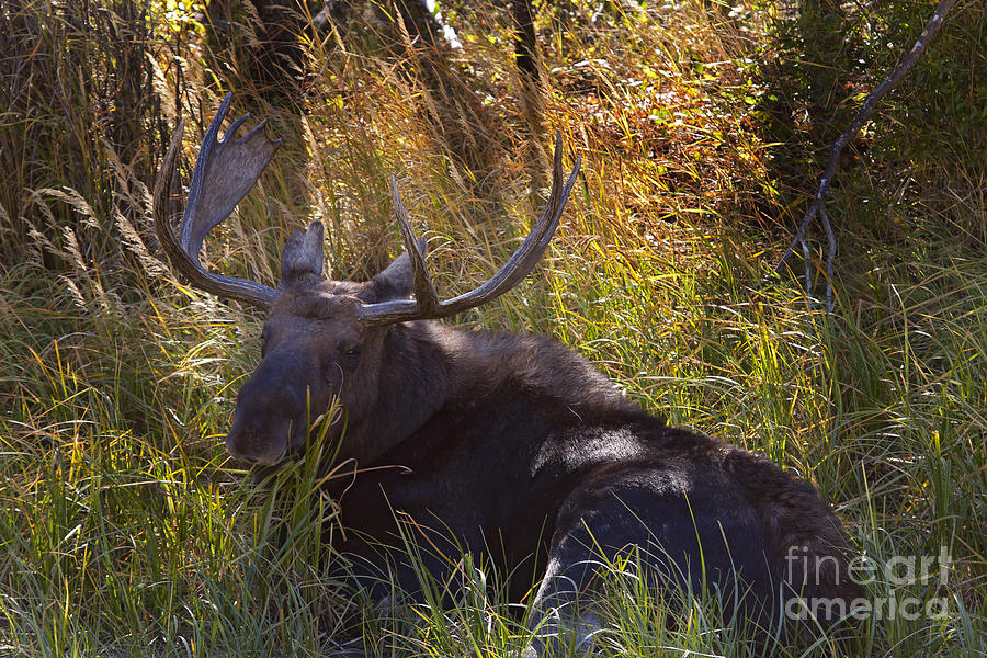 Moose Photograph - Male Moose   #3865 by J L Woody Wooden