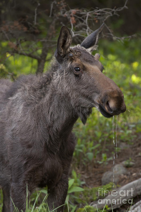 Male Moose   #5696 Photograph